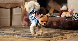 Pomeranian 'Jiff' is snelste hond op twee poten