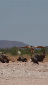 239K views · 1.2K reactions | Vultures landing at Etosha National Park, Namibia. #namibia #etosha #vultures #safari #travel #birdlife #traveller #visitnamibia #africansafari #explore #birdlifephotography #madbookings | Nwrnamibia | Facebook