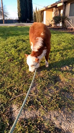 Miniature Hereford, sale in Jamestown ca May 4th | Kyle Smith