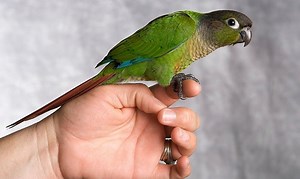 What Type of Bird Is Ari? - Green-Cheeked Conure