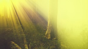 Mysterious Fairy Tale Deep Magic Forest