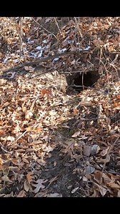 24K views · 168 reactions | Scene from "What's in there" Watch link below #scared #animal #den #jumpscares #gotcha #scary #prankvideo | Boys In The Woods | Facebook