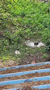 18 reactions | Birds enjoying a bath #bird #nature #birdlover #nature #viral #trending | Blooming Nature Tales | Facebook