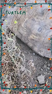 1.4K views · 118 reactions | Princess is so amazing. I'll leave the door open for you girl!  | American Tortoise Rescue | Facebook