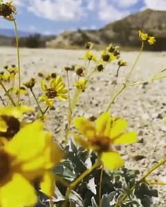 Palm Springs Coachella Valley Photo! - by Bridget Valdez | Coachella Valley