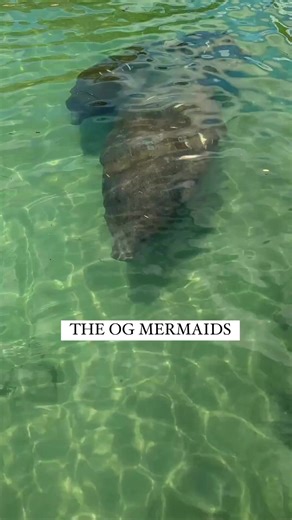 Taking a peek below at the OG mermaids in Weeki Wachee 😉👀 | Get Up And Go Kayaking