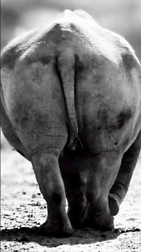 Rhino Farting | Rhinoceros Poop Fart | Rhino funny video