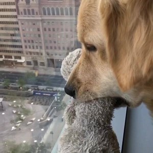 2.2K views · 367 reactions | after two days, finally KORU BEAR (with his stuffie) checking out our view from the 16th floor #dogfriendly #westinphoenix downtown | Golden Woofs | Facebook