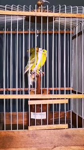 27K views · 3.7K reactions | 홷횘횜횜횘 홹횊횙횘횗횊횒횜  | Sari Graphic Design | Facebook