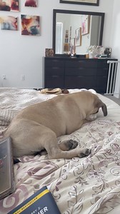 Tiny Paws Pug Rescue on Reels