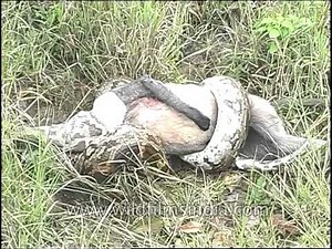 Wild act of python: Python molurus swallows a monkey whole!