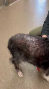 Beauties and Beasts, Inc. on Reels | Facebook