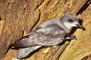 Chatham petrel - Alchetron, The Free Social Encyclopedia