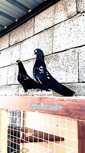 127K views · 8.2K reactions | Beautiful Pigeon... ️殺 #reels #video #viral #fypシ #kobutor #nbpigeonloft | NB Pigeon Loft | Facebook