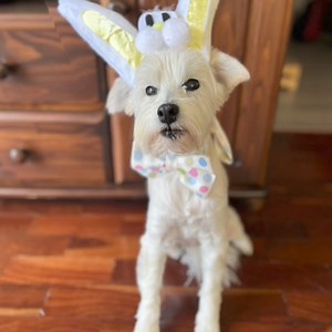 15 reactions | A special message from our Barketing Manager Miss Bella Butterscotch. Happy Easter! ❤️ | Jonathan Ball Publishers | Facebook