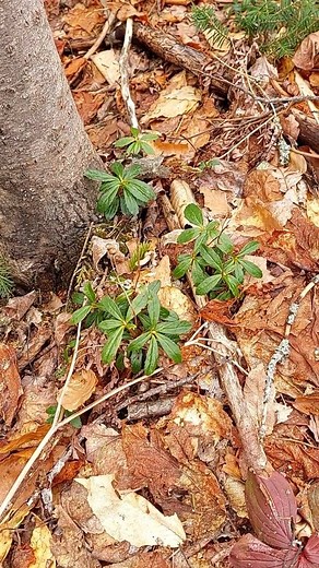 Pipsissewa is a small, evergreen perennial that is native to the Wabanaki Forest and across temperate regions in the Northern Hemisphere! The name pipsissewa is a Cree-Montagnais-Naskapi name meaning literally, “it-breaks-into-small-pieces”. The little plants grow only 10-25cm tall. As you can see in this video, the leaves are a dark green. What you can't see are the beautiful pink or white blooms that will come soon this spring season! Do you have photos of pipsissewa in bloom? Tag us and we'll