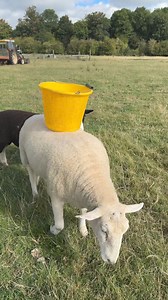 13K views · 745 reactions | Shaun our rescue sheep on bucket meal duties #shaunthesheep #bucketmeal #sheep #rescueanimals | Caenhill Countryside Centre | Facebook