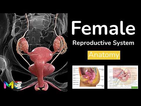FEMALE REPRODUCTIVE SYSTEM ANATOMY & PHYSIOLOGY