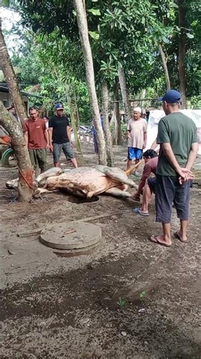 The moment the sacrificial animal is slaughtered#animal #sacrifice #eidadalha #sacrificialanimal ...
