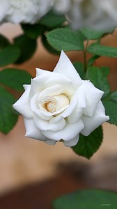 White Roses | My Beautiful Garden