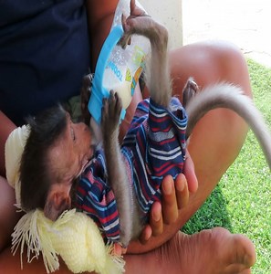 10K views · 183 reactions | Milk Time For Bob So Lovely Baby | Monkey BOB | Facebook