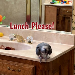 Asking for grapes Einstein flies toward the camera onto the shower. He later apologizes. He demands lunch and threatens to "git" me! 🤣 | Einstein the Talking Texan Parrot