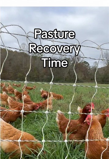 Understanding Chicken Paddock Resting Times