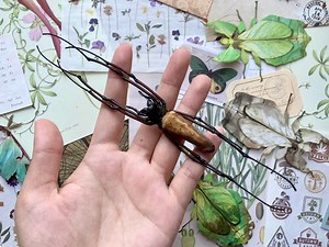 Nephila Kuhlii, Giant Wood Spiders, Black Wood Spider, Arachnid, Real Spider, Entomology - Etsy