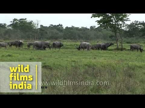 Herd of water buffaloes in Kaziranga National Park, Assam
