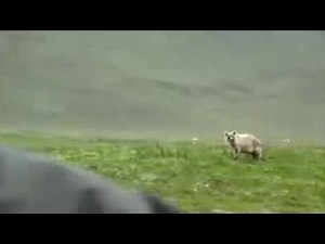 Camping in Bear Country | Bear Whisperer | BBC Studios