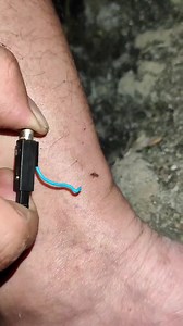 Easy way to avoid mosquito bites #mosquito #mosquitoes #mosquitobites #mosquitorepellent #mosquitokiller #mosquitos #mosquitocontrol #culicidae #dengue #culicidae_mosquito #aedesaegypti #freedeet #repellent #chikungunya #malaria #endmalaria #mosquitobite #zika #aedes #antimosquito #mosquitoseason #insectrepellent #mosquitofree #controledepragas #worldmalariaday #entomologylove #naturalmosquitotreatments #desinsetiza #limpezadecaixadagua #diptera | Lexus Pet Boutique