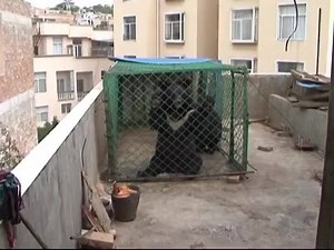 47K views · 302 reactions | How hard is it to distinguish between dogs and bears? It took a Chinese man two years to realize that the two "pet dogs" he'd raised are actually Asian black bears. | China Xinhua News | Facebook