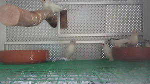 #E Society Finch - Bengalese Finch #M Pipit Bangla #C 十姐妹 - 白腰文鸟 1....