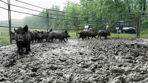NASTY pasture pigs and back yard BEAVERS | Ellen Roman