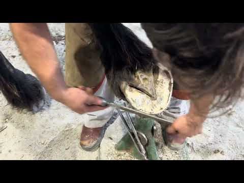 DRAFT HORSES // Hoof trimming a draft horse