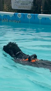Cockapoos Baxter & Finn love their swimmies 🐾💦💕🇬🇧 | Canine Dip and Dive Maldon