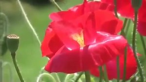 Valsul florilor ~ Eugen Doga 🌺🌼🌷🌸🌹🌼🌹🌸🌷🌼🌺 ☆ Momente cu Rory ☆ 29 ian. 2024 | Momente cu Rory