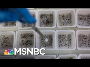 NIAID Director: We Don’t Have Local Transmission Of Zika In US | Andrea Mitchell | MSNBC