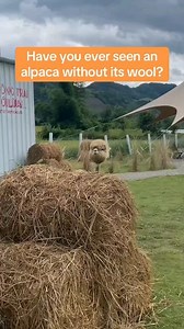 😳😅 | Dr. Beau Hightower