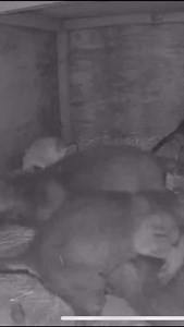 19K views · 741 reactions | Wolf School is underway!!! Although they're only a few weeks old, the pups are already learning pack behavior from their parents, Camelia and Uyosi. This includes howling and learning to cooperate as a group! They're growing quickly and we're so excited to watch them develop into mature wolves! . . . #GPZoo #Zoo #GPZPack #SiouxFalls #RedWolves #Conservation #Adorable #WolfPack #Howl | Great Plains Zoo | Facebook