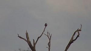 Lilac-breasted Roller | WildEarth Cam