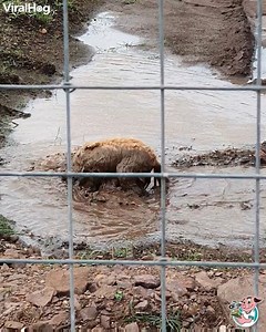 Once Louie finds a mud puddle, even his owners can't get him to listen. 😂🐕 | ViralHog