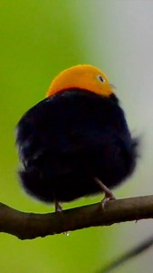 A male golden-headed manakin displays proudly to a nearby female. Happy 4th of July. #panama #birding #birdwatching #manakinbirds #manakins #birds #birdsofinstagram | A Wild Connection