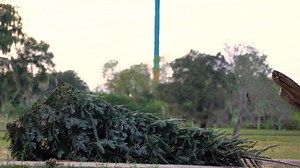That tree never stood a chance against Jody... 🦏🌲 | Busch Gardens Tampa Bay