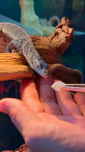 Blue spotted tree monitor (Varanus Macraei) is a species of monitor lizard native to Batanta Island, Indonesia. It is an arboreal (tree dwelling) reptile known for its striking black and blue coloration long prehensile tail and slender body. #blue #spotted #tree #monitor #varanusmacraei #batanta #island #indonesia #black #reptile #lizard #exotic #pet #prehensiletail #fyp #trending #viral #reels #video #view #followers #insta #instalike #instadaily #instagood #instagram #JTKReptiles | JTK Reptile