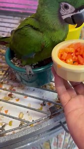 35 reactions | The Mini Macaw Several are birds with a lot of personality, intelligent, charming and easy to raise.They are fun and playful, needing lots of interaction with their owners, lots of toys, and room to roam.They enjoy the preference of those who love birds and their level of socialization allows them to create a strong emotional bond with their owners. | XM PETS | Facebook