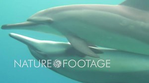 Mating rituals of Spinner Dolphin include lots of touch. A mature female gives birth once approximately every 3 years. NatureFootage contributor Edward Burneau #animals #dolphin #underwater #mating #wildlife #hawaii | NatureFootage