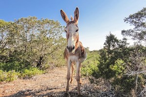 This Gem Of a Town in Nevada Is One Of a Kind