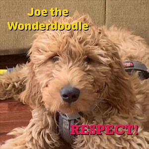 Joe the Wonderdoodle is our new cyberbullying mascot | Stop Cyberbullying | Facebook