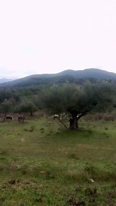 Καλημέρα από τον τσέλιγκα καλό σαββατοκύριακο | Lampropoulos Kostas